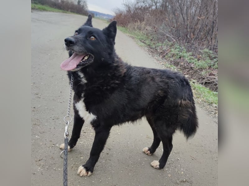 Kenia wartet seit 3 Jahren in Tierheim