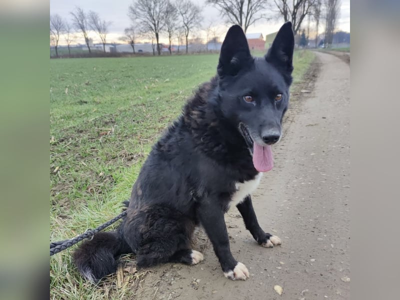 Kenia wartet seit 3 Jahren in Tierheim