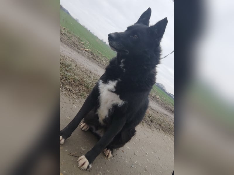 Kenia wartet seit 3 Jahren in Tierheim