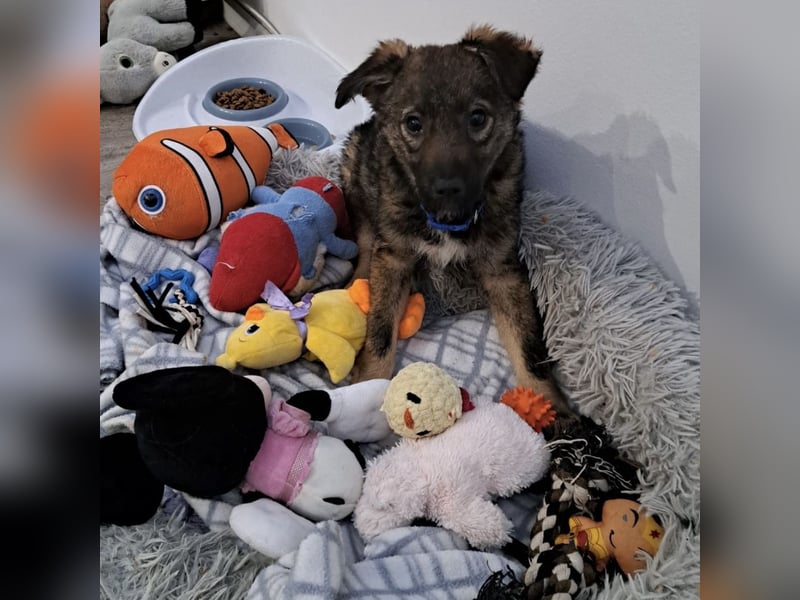 Uno - typisch verspielter freundlicher Welpe