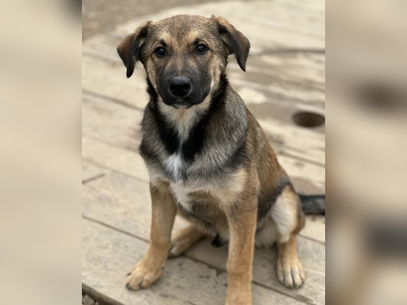 Castor ein wundervoller sanfter Engel