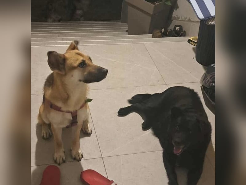 Lu - ein absoluter Notfall