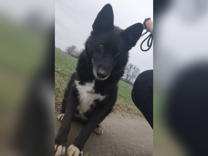 Kenia wartet seit 3 Jahren in Tierheim