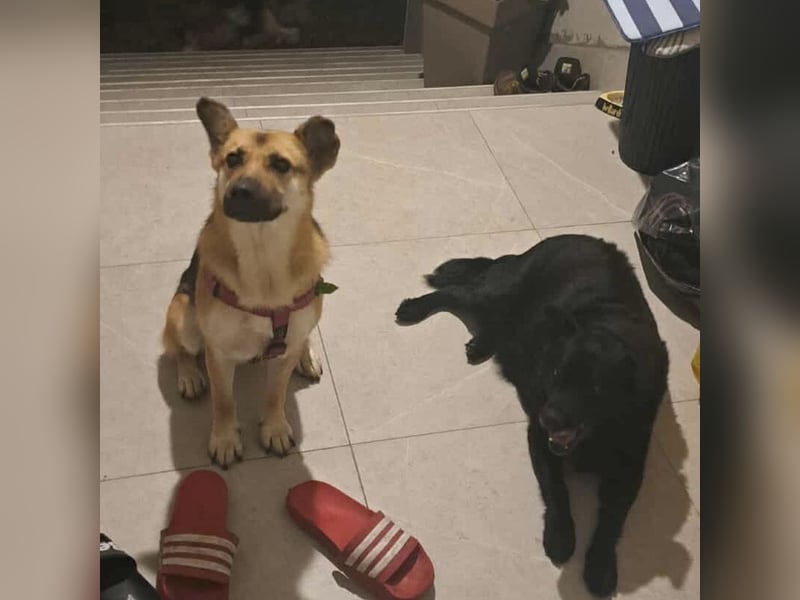 Lu - ein absoluter Notfall