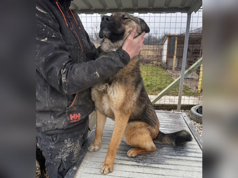 Lupa eine freundliche wundervolle