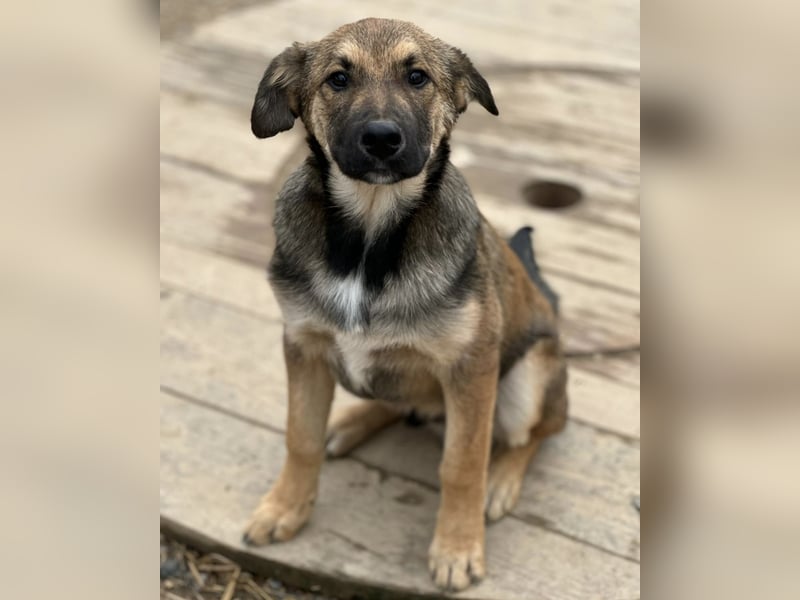 Castor ein wundervoller sanfter Engel