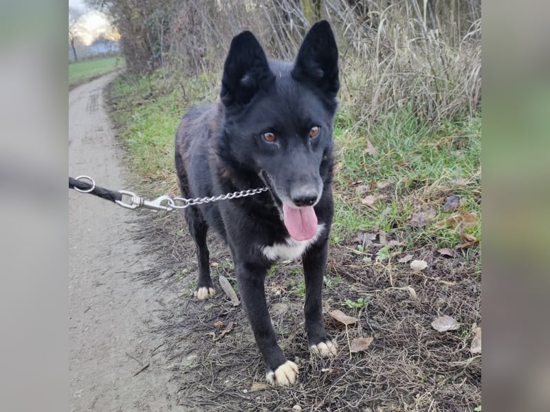 Kenia wartet seit 3 Jahren in Tierheim