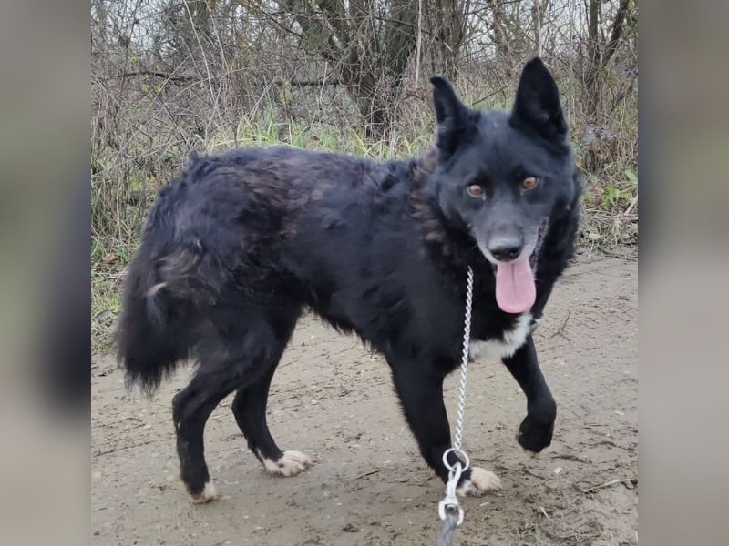 Kenia wartet seit 3 Jahren in Tierheim