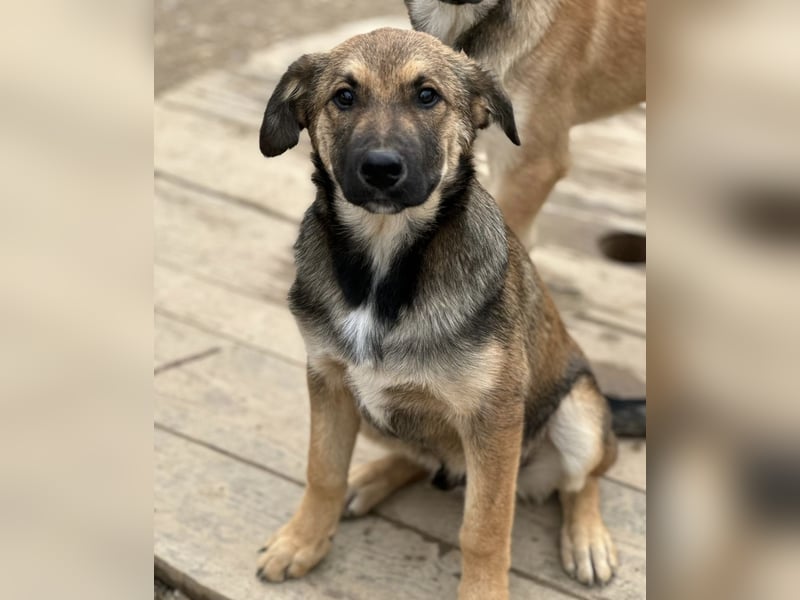 Castor ein wundervoller sanfter Engel