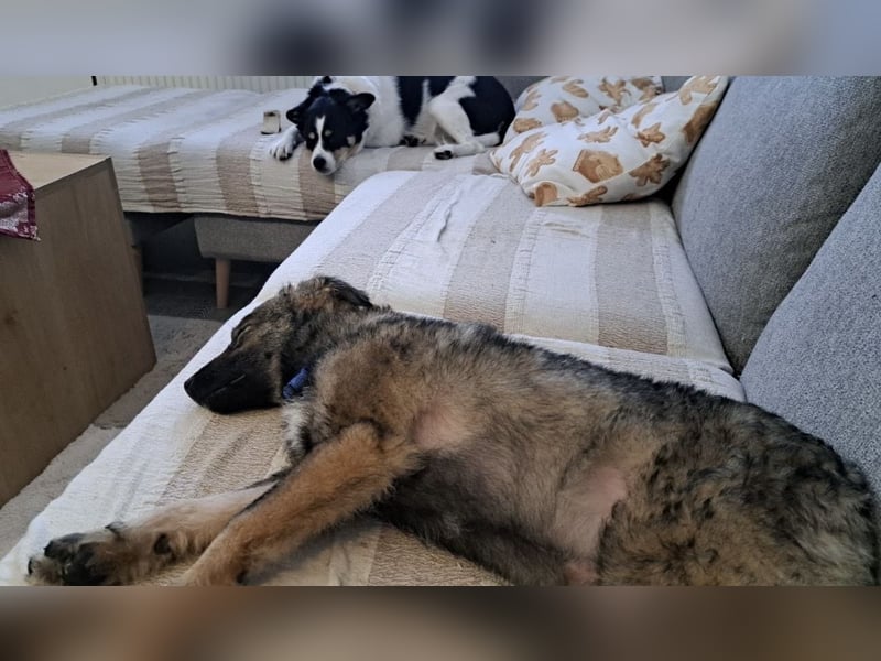 Uno - typisch verspielter freundlicher Welpe