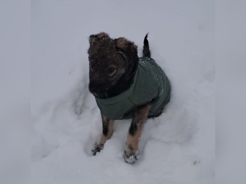 Uno - typisch verspielter freundlicher Welpe