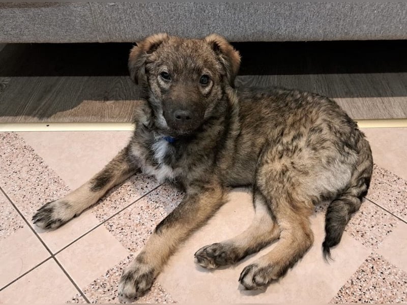 Uno - typisch verspielter freundlicher Welpe