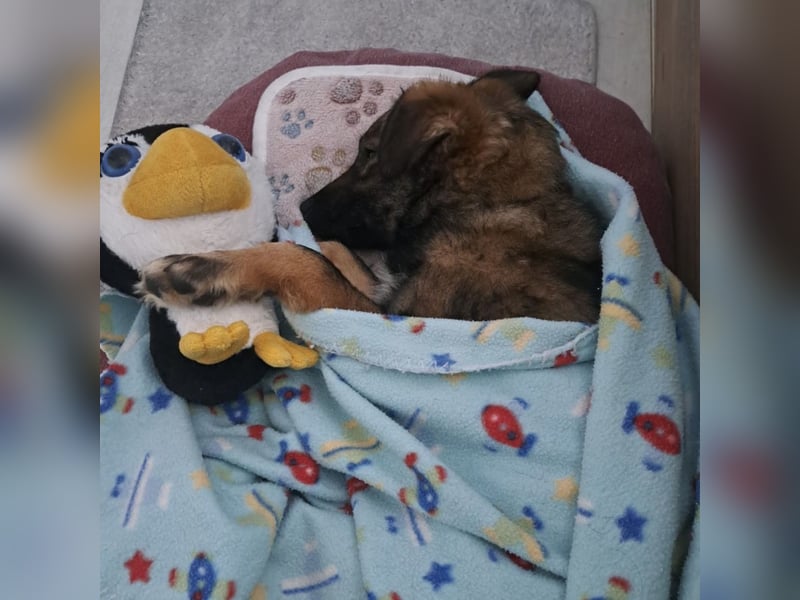 Uno - typisch verspielter freundlicher Welpe