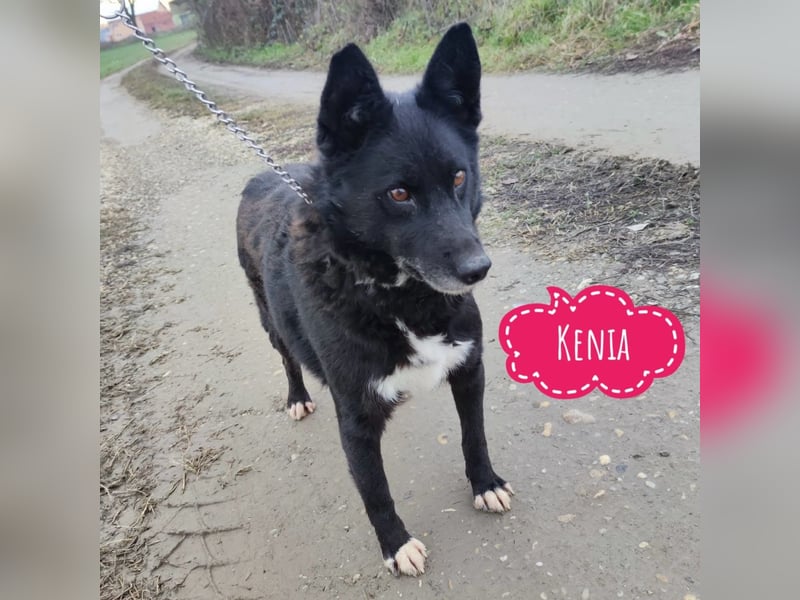 Kenia wartet seit 3 Jahren in Tierheim