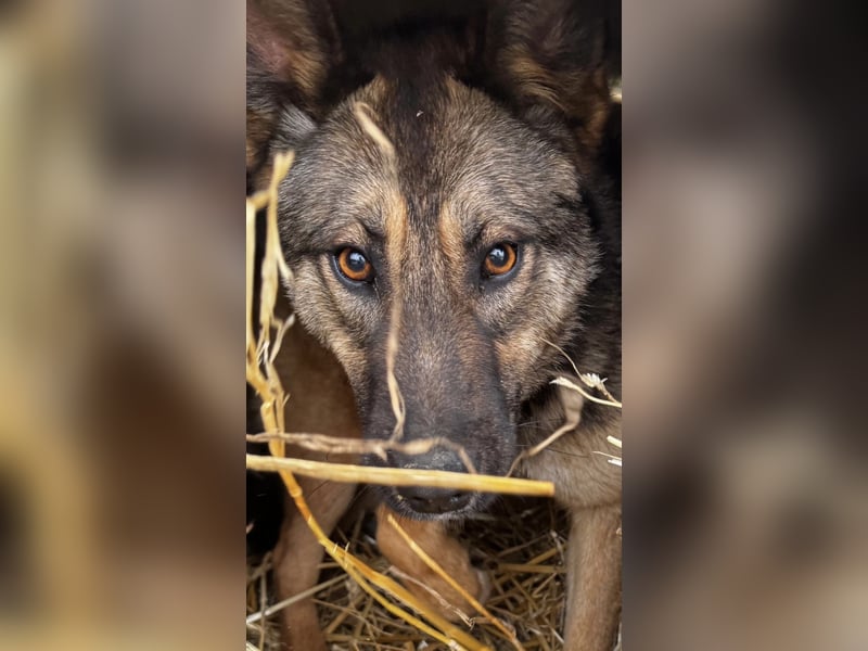 Lupa eine freundliche wundervolle