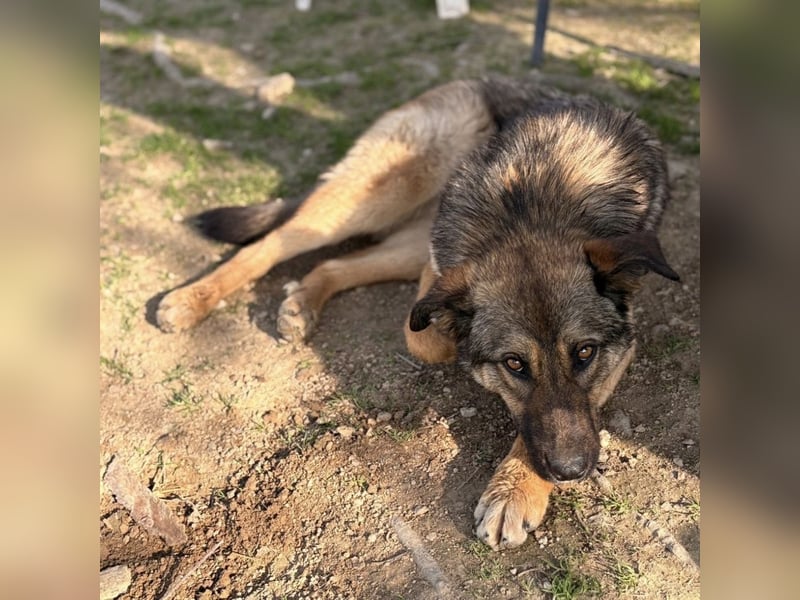 Lupa eine freundliche wundervolle