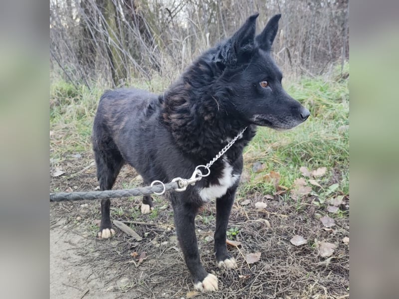 Kenia wartet seit 3 Jahren in Tierheim