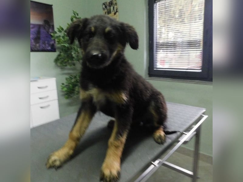 Jolie ein trauriges Mädchen