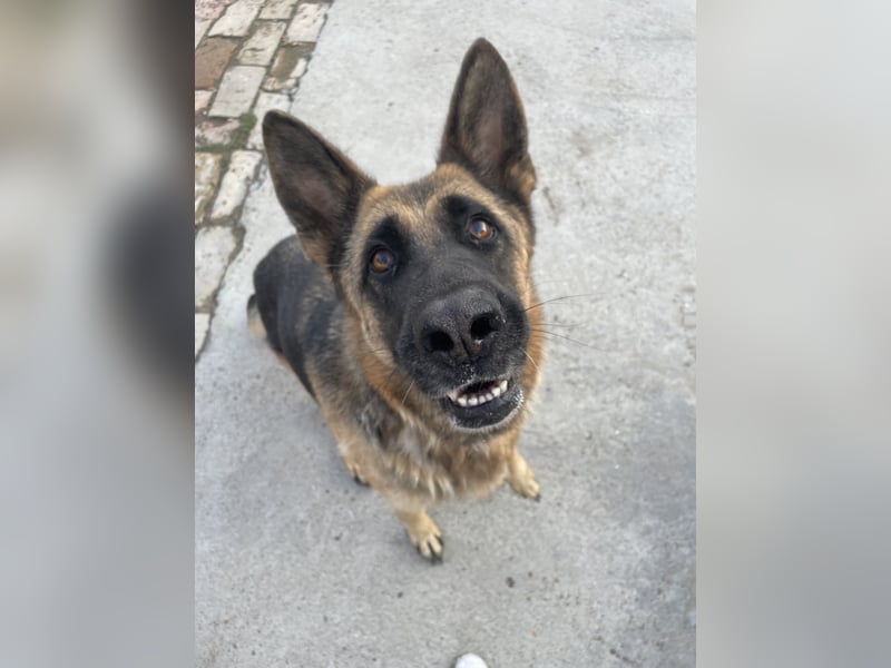 Liebevolle Hündin Lola sucht neues Zuhause.