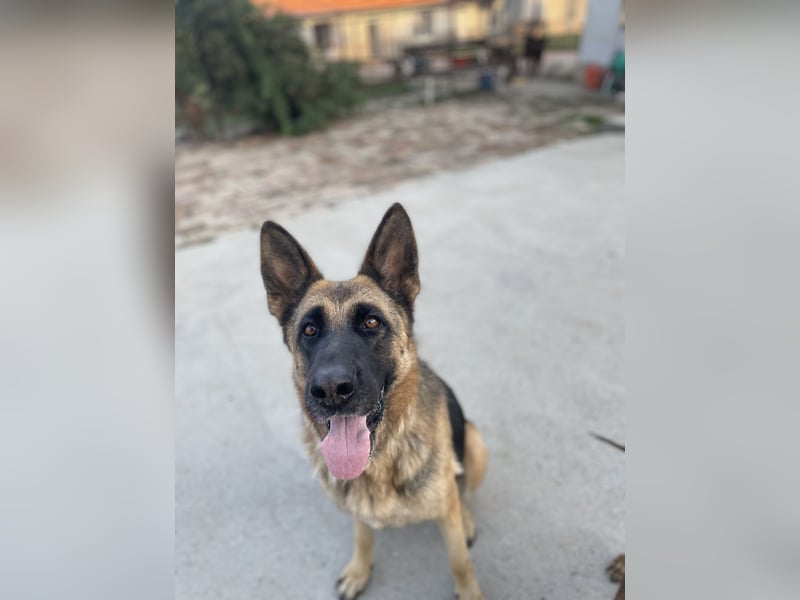 Liebevolle Hündin Lola sucht neues Zuhause.
