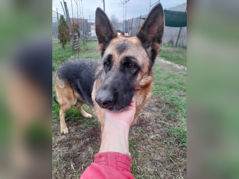 Liebevolle Hündin Lola sucht neues Zuhause.