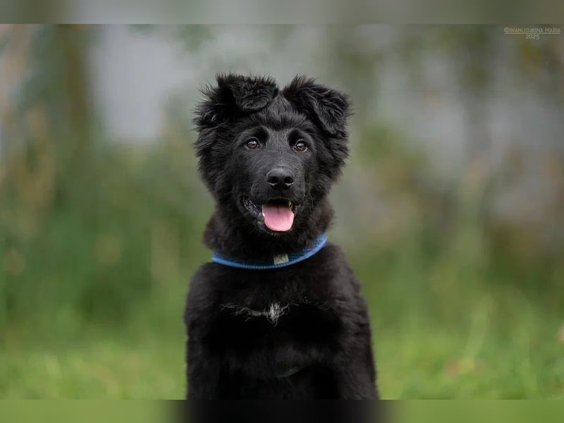 Fröhlicher PLATOSHA wird ein guter Spielkamerad