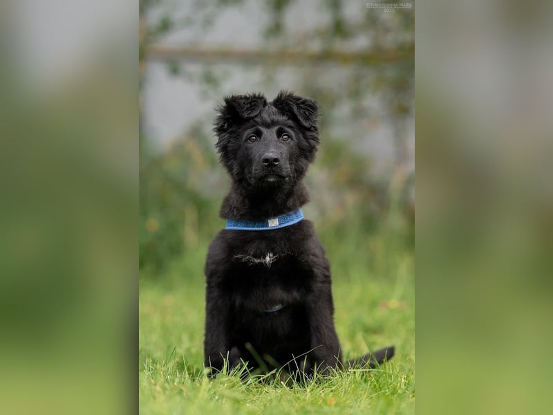 Fröhlicher PLATOSHA wird ein guter Spielkamerad