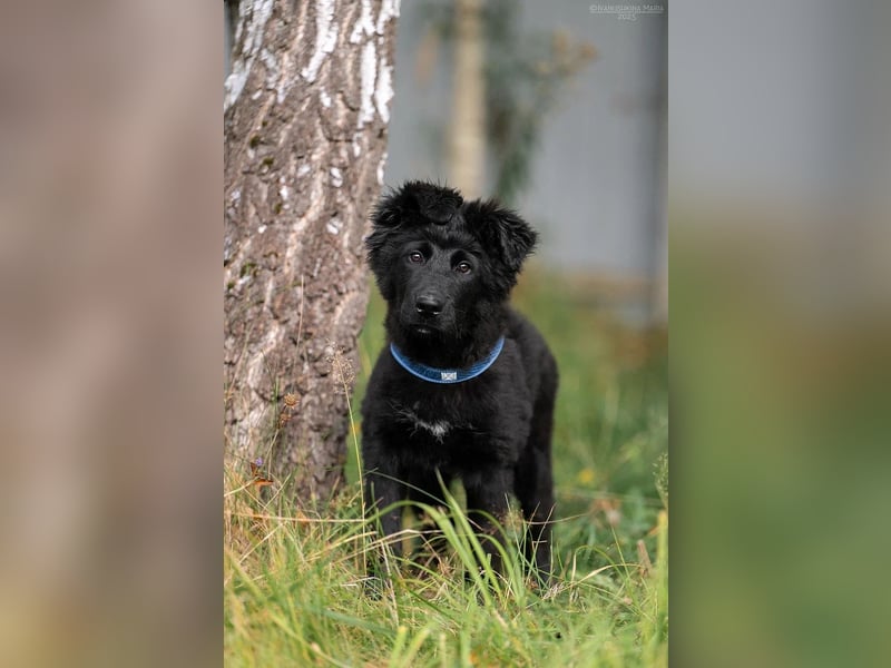 Fröhlicher PLATOSHA wird ein guter Spielkamerad