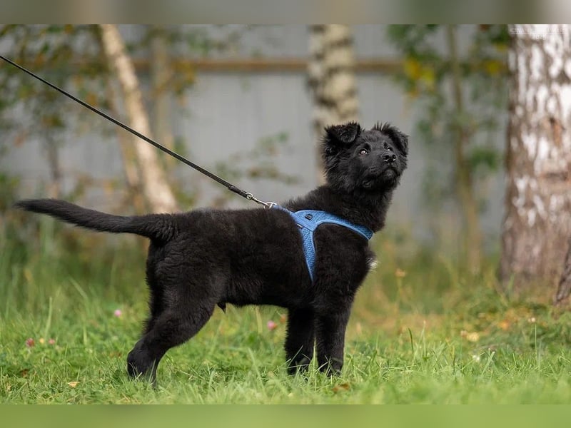Fröhlicher PLATOSHA wird ein guter Spielkamerad