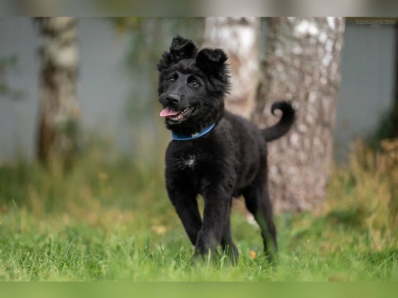 Fröhlicher PLATOSHA wird ein guter Spielkamerad