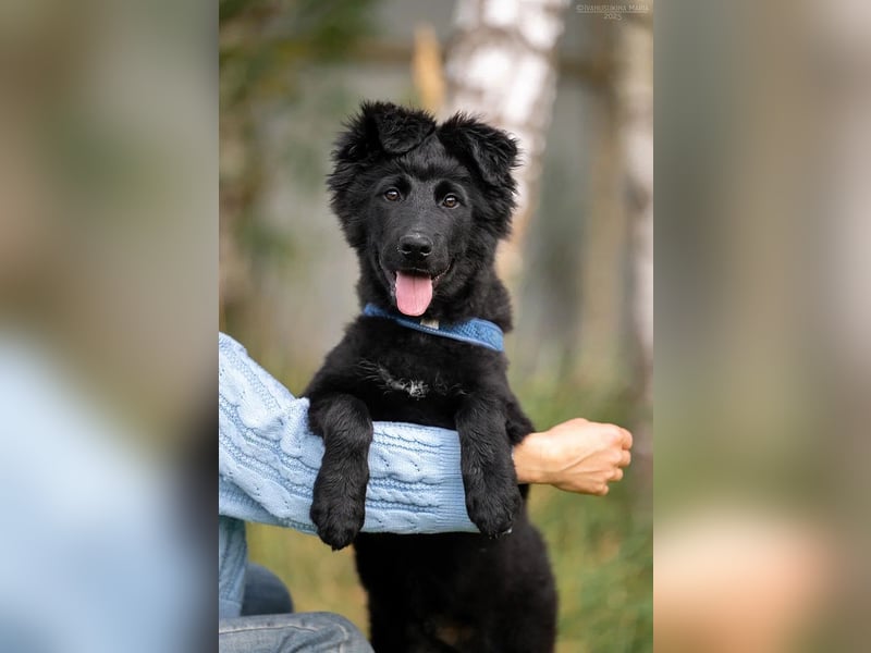 Fröhlicher PLATOSHA wird ein guter Spielkamerad