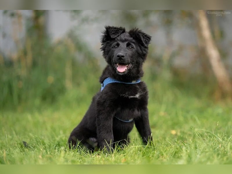 Fröhlicher PLATOSHA wird ein guter Spielkamerad