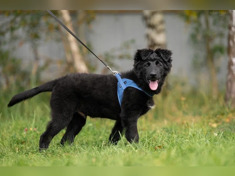 Fröhlicher PLATOSHA wird ein guter Spielkamerad