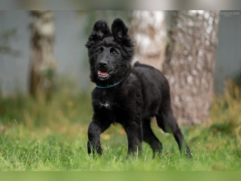 Fröhlicher PLATOSHA wird ein guter Spielkamerad
