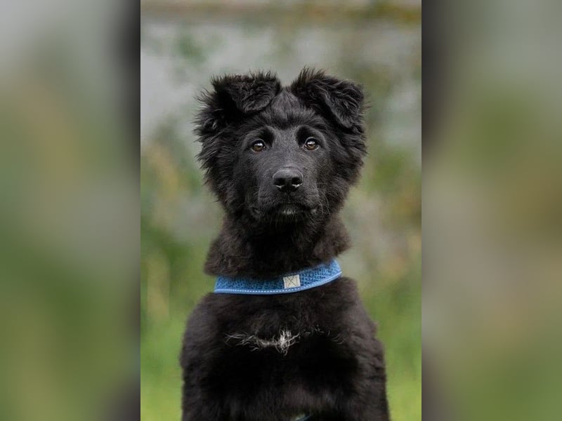 Fröhlicher PLATOSHA wird ein guter Spielkamerad