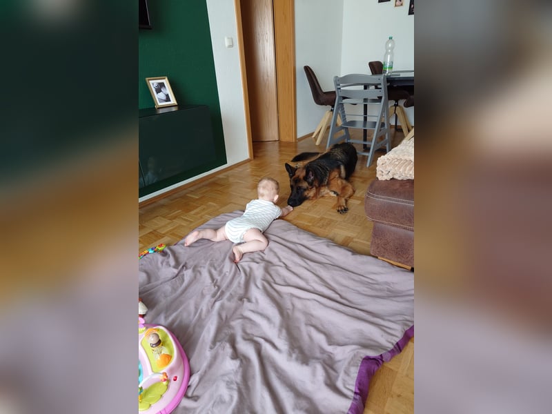 Lina: Familienhund und treue Begleiterin Lina: Familienhund und treue Begleiterin