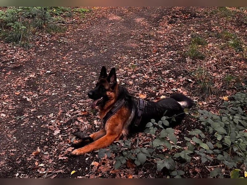 Lina: Familienhund und treue Begleiterin Lina: Familienhund und treue Begleiterin