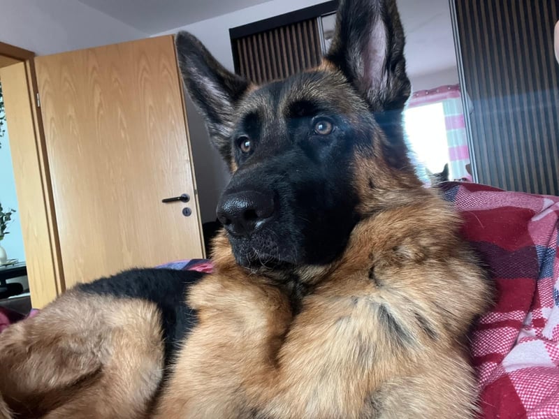 Lina: Familienhund und treue Begleiterin Lina: Familienhund und treue Begleiterin