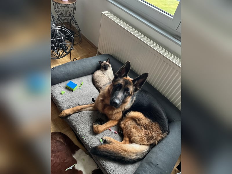 Lina: Familienhund und treue Begleiterin Lina: Familienhund und treue Begleiterin