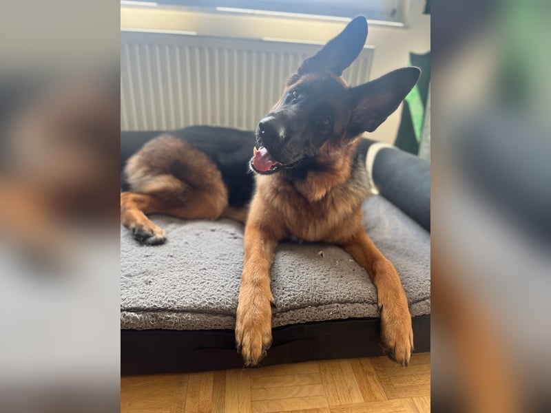 Lina: Familienhund und treue Begleiterin Lina: Familienhund und treue Begleiterin