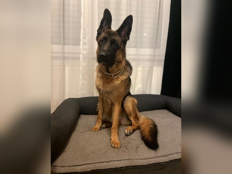 Lina: Familienhund und treue Begleiterin Lina: Familienhund und treue Begleiterin