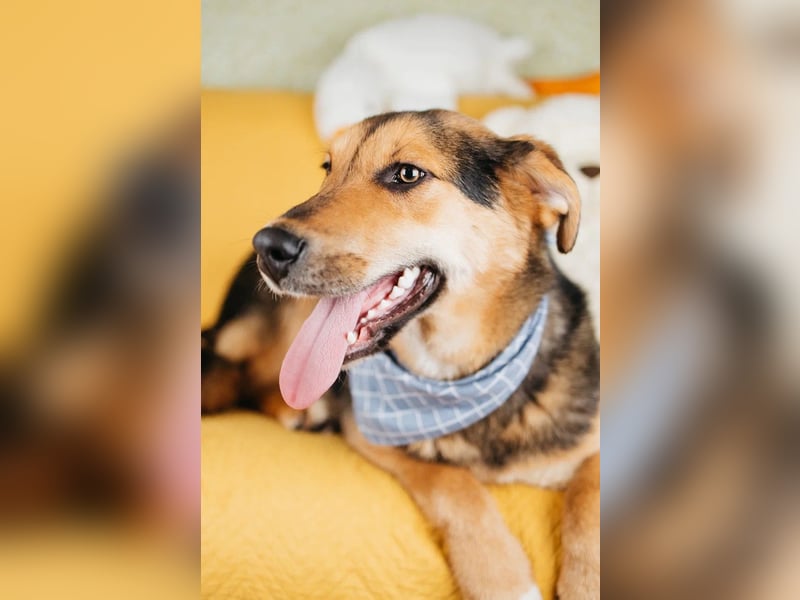 Junger Pluto sucht seine Menschen