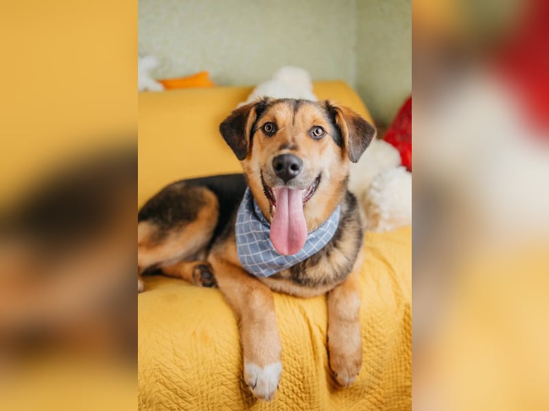 Junger Pluto sucht seine Menschen