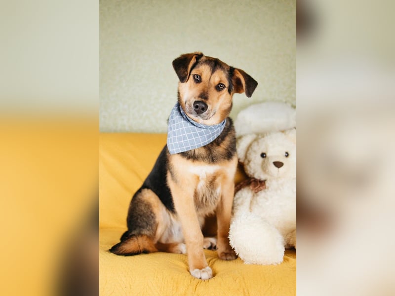 Junger Pluto sucht seine Menschen