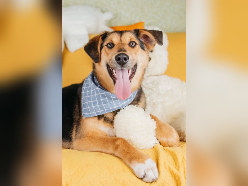 Junger Pluto sucht seine Menschen