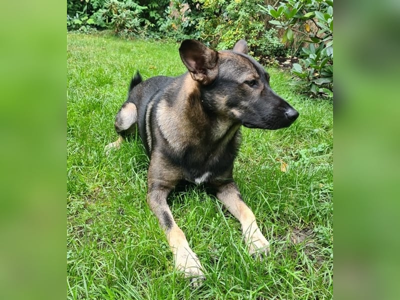 Scotty in 53115 Bonn sucht neues Zuhause