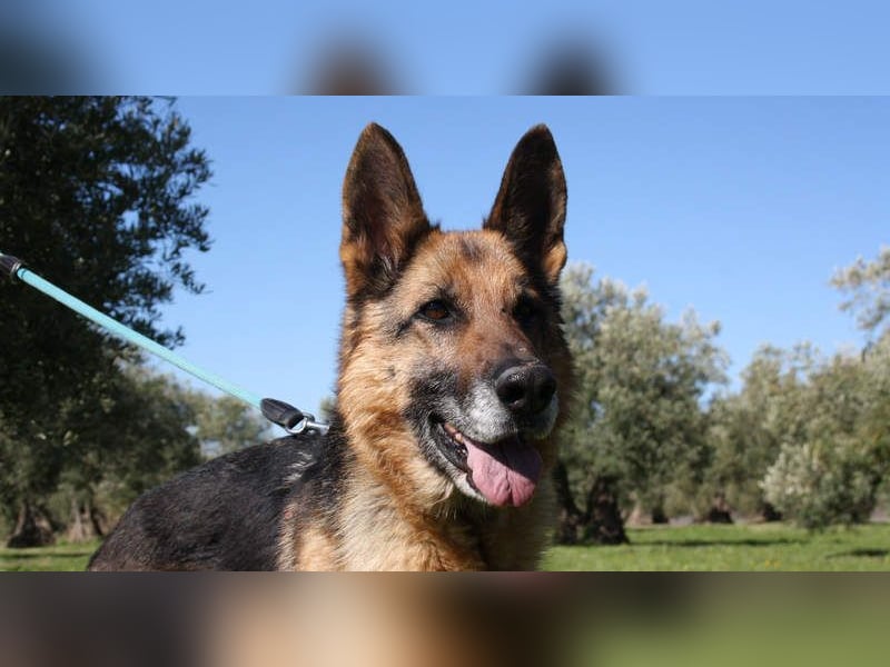 NANCY-anhänglich, sanft, elegant, super gehorsam, läuft super an der Leine -sucht Für-immer-Zuhause