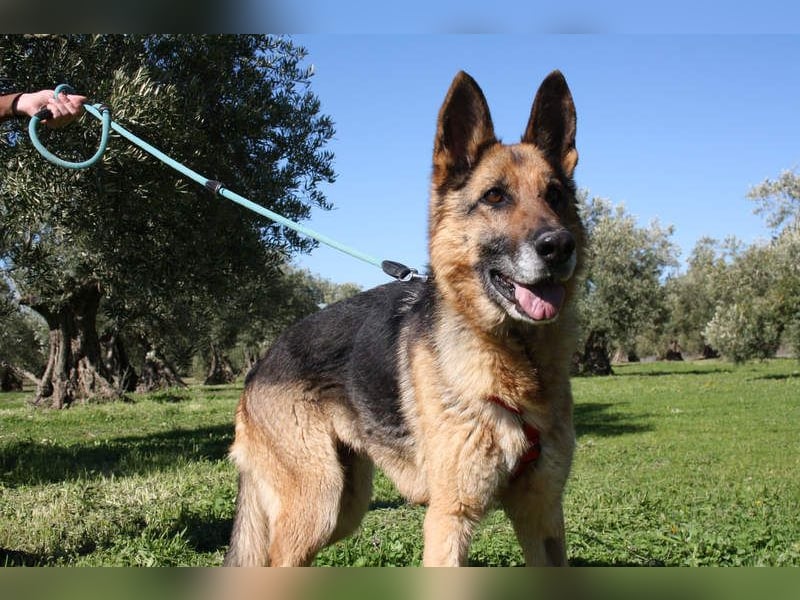 NANCY-anhänglich, sanft, elegant, super gehorsam, läuft super an der Leine -sucht Für-immer-Zuhause