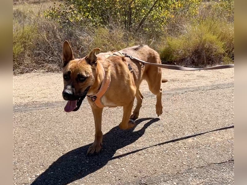 TRIXI -ein echt feiner Hundebube