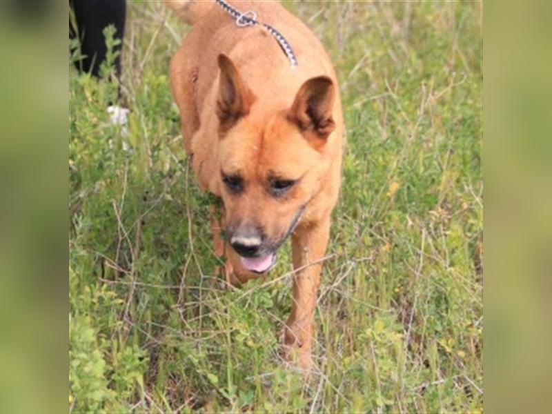 TIMY - bitte gebt mir eine Chance